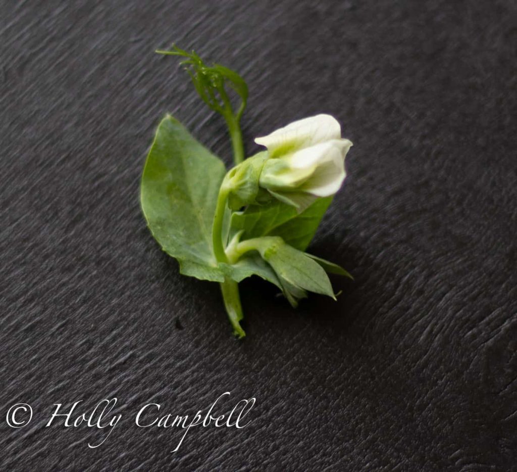 a white pea flower, and some pea leaves, dark background