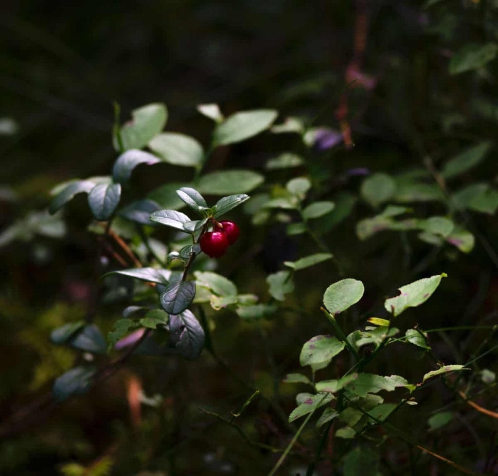lingonberries on a lingonberry bush
