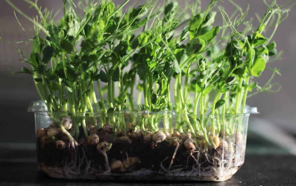 pea shoots growing in a reused plastic container