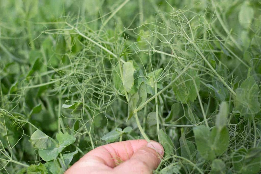 picking pea shoots in the garden