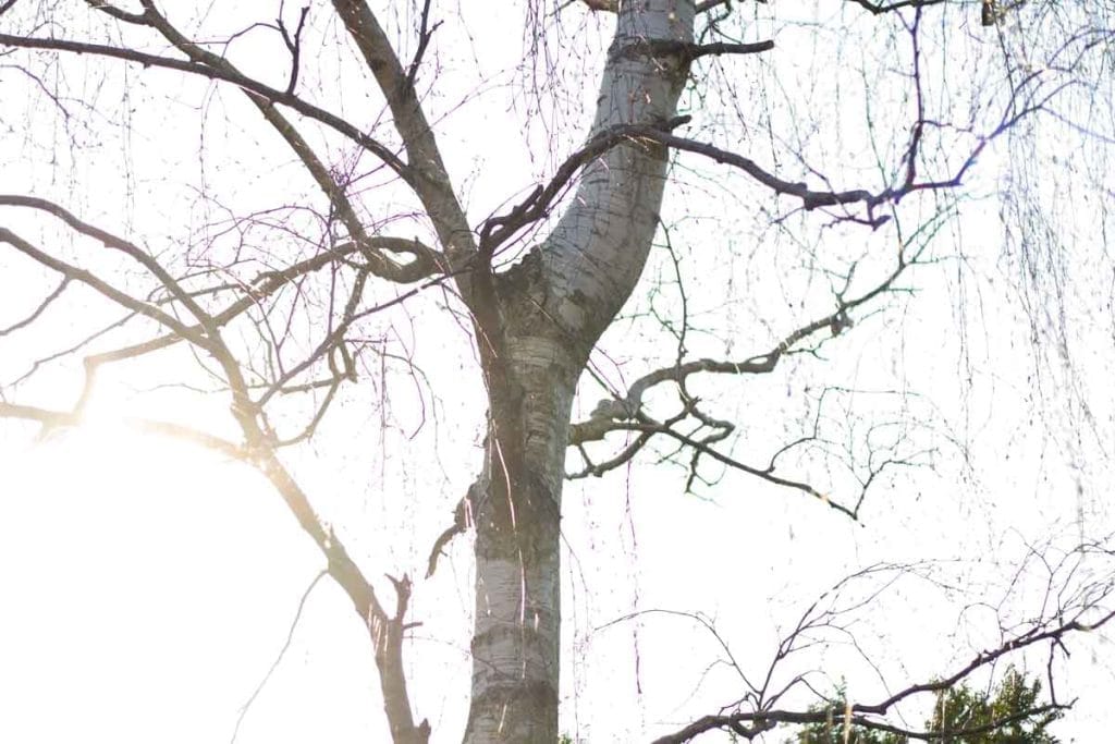 A birch tree before the leaves have appeared