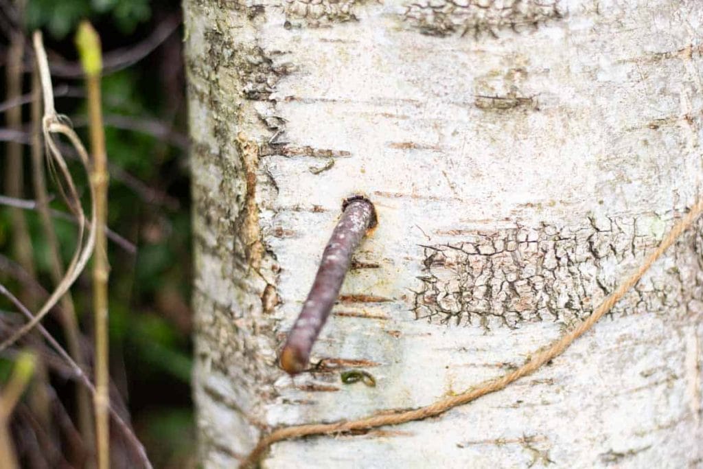 a wooden stick plugging a hole in the trunk of a tree