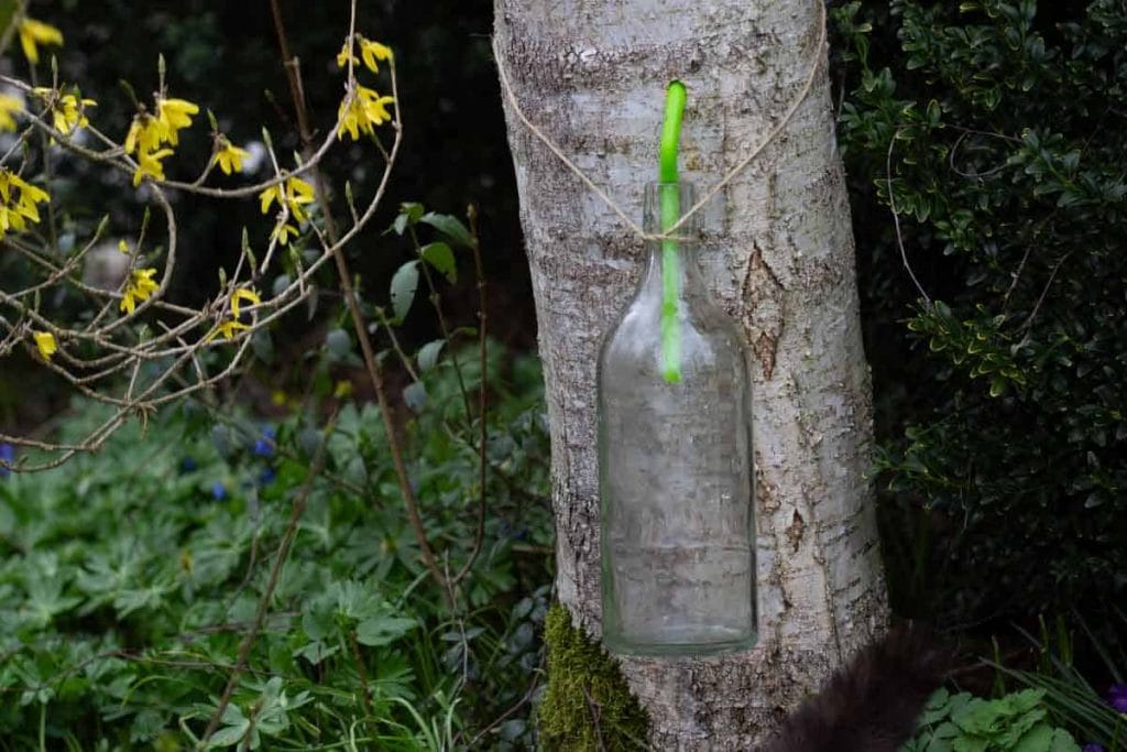 a glas bottle suspended by string around a birch tree trunk