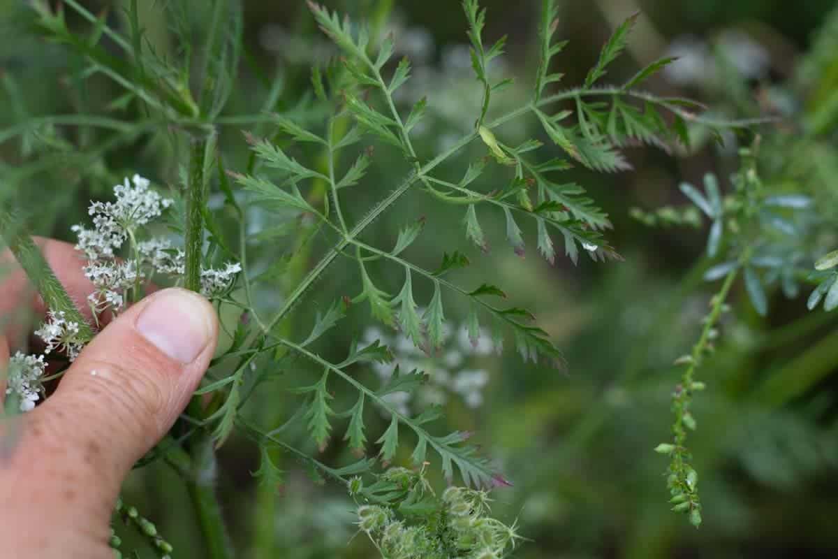 Wild carrot leaves