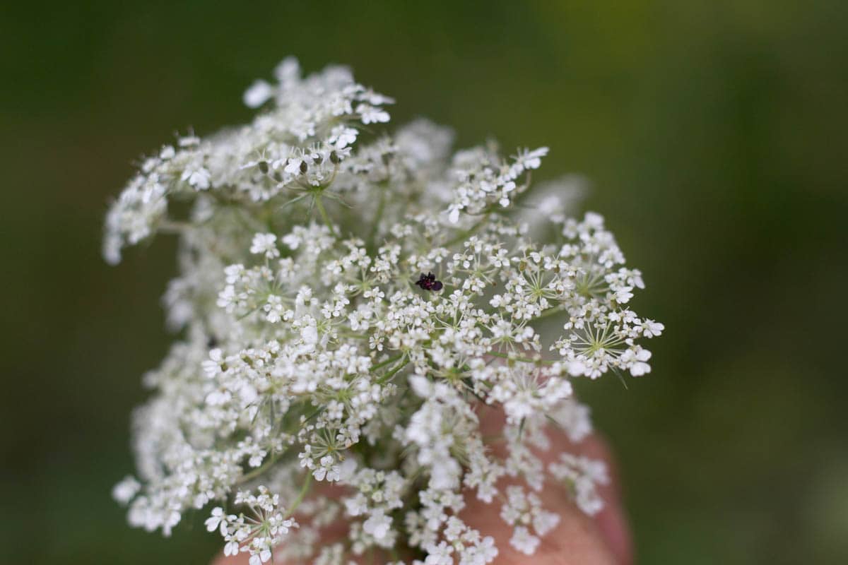 wild carrot or queen annes lace flowers withere the little red center blossom is visible