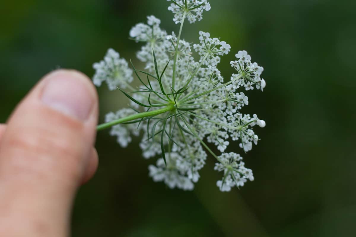 underside of a queen annes lace flower head, you ca nsee a little 'skirt' of leaves