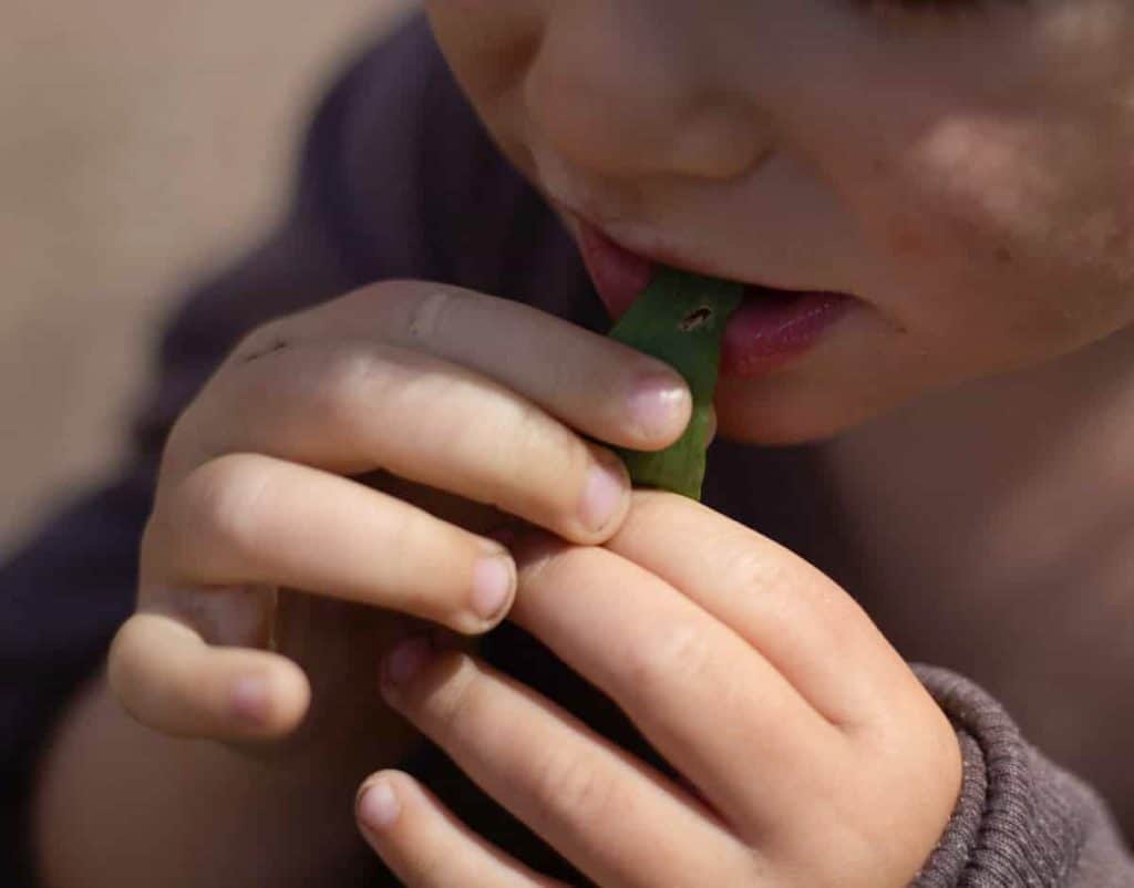 a child eating wild garlic