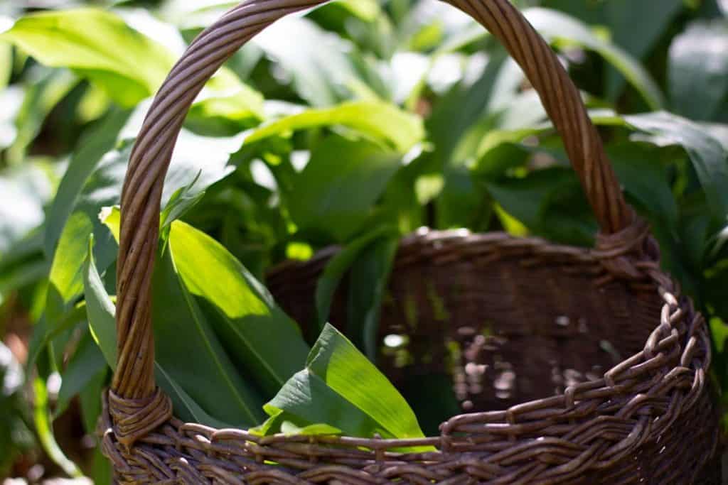 wild garlic in a a wicker basket