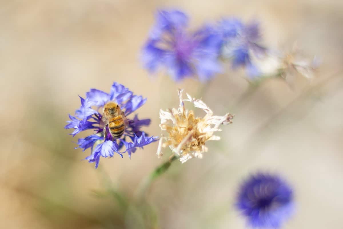 a bee on a cornflower