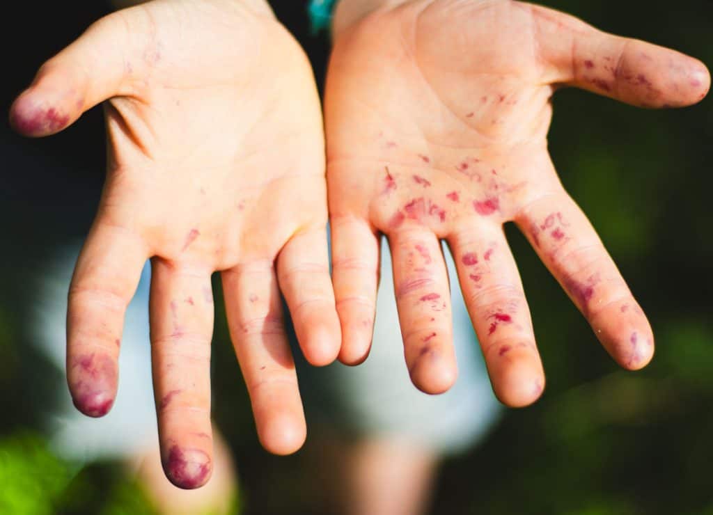 hand that are stained by wild blueberries