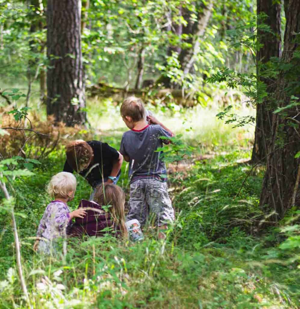 children picking wild blueberries in a forest