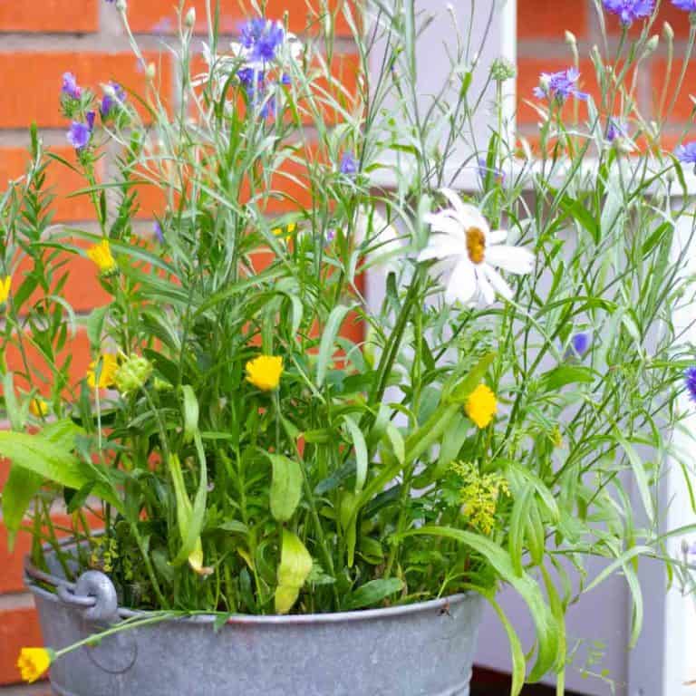 Wildflowers of various colors and heights growing in a bucket