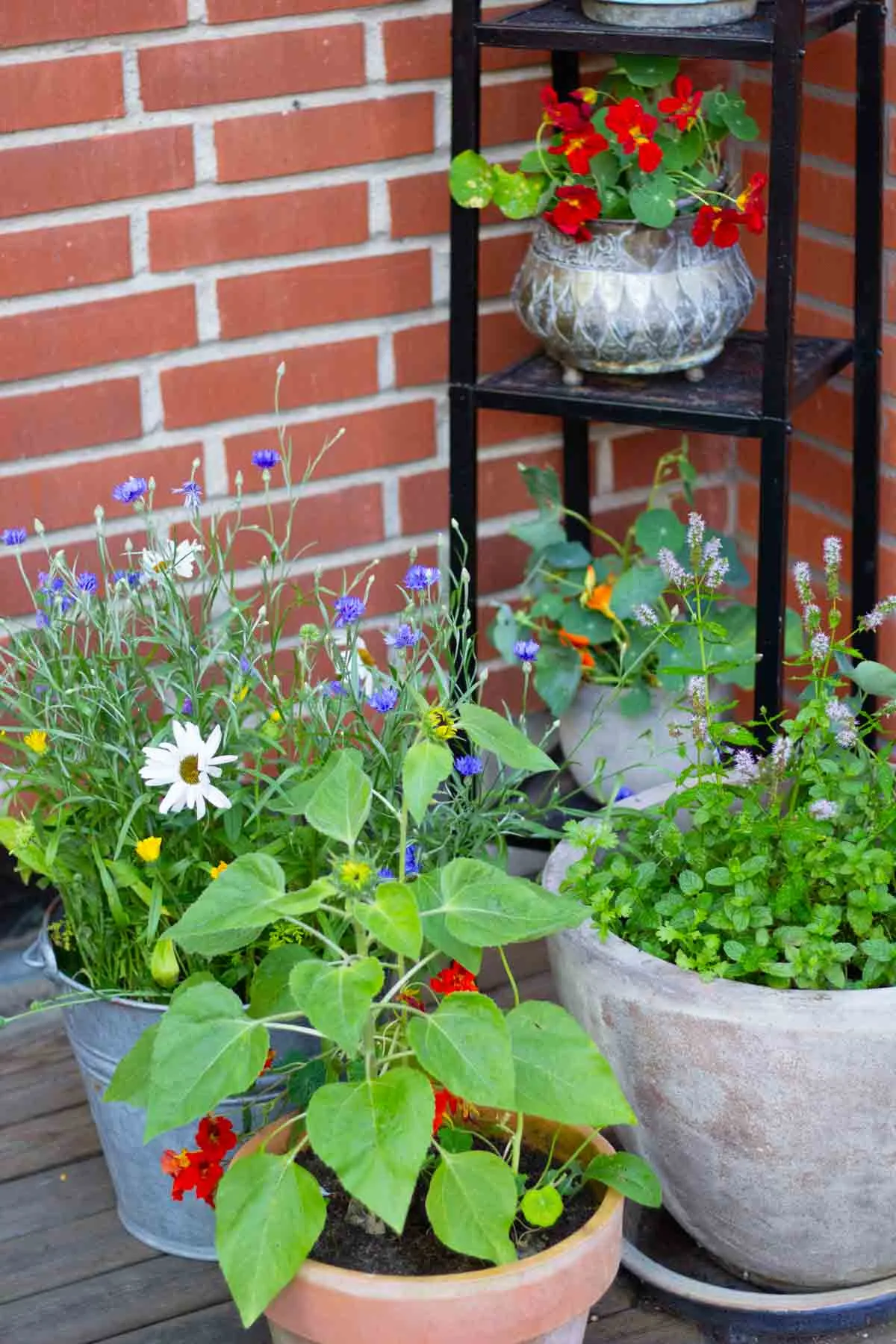 How To Grow Wildflowers In Pots And Containers - Easy Guide - Wild Nordic  Kitchen