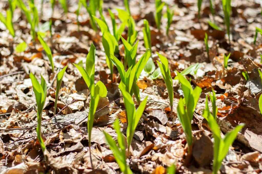 young Lily Of The Valley growing through dried leaves on the forest floor