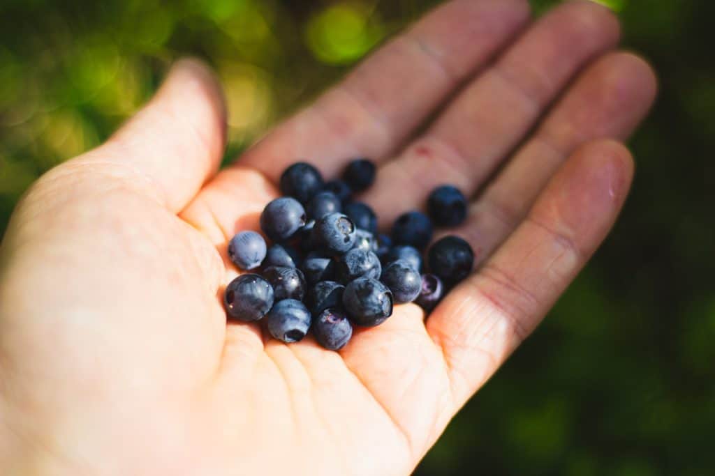 A hand holding wild blueberries