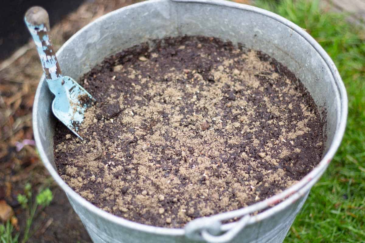 seeds mixed with sand spread on top of wet soil in a metal bucket