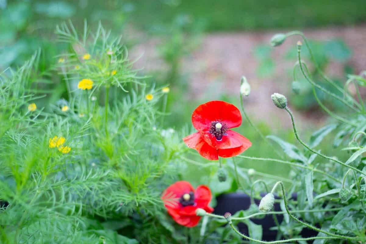 poppies and other various wild flwoers growing in a plastic water trough