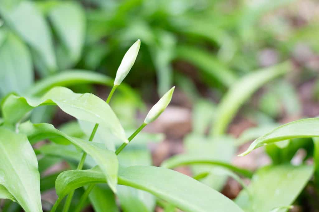 wild garlic flower buds