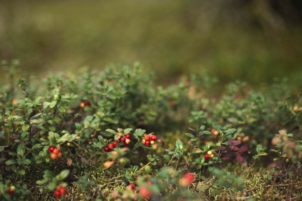 wild lingon berries growing on a lingonberry bush