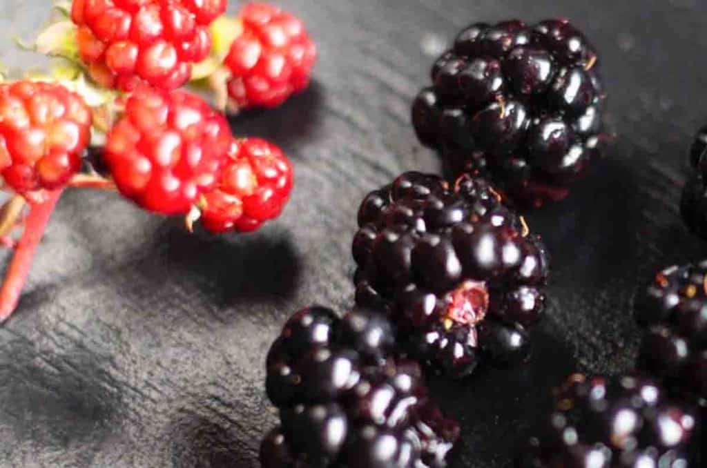 wild blackberries