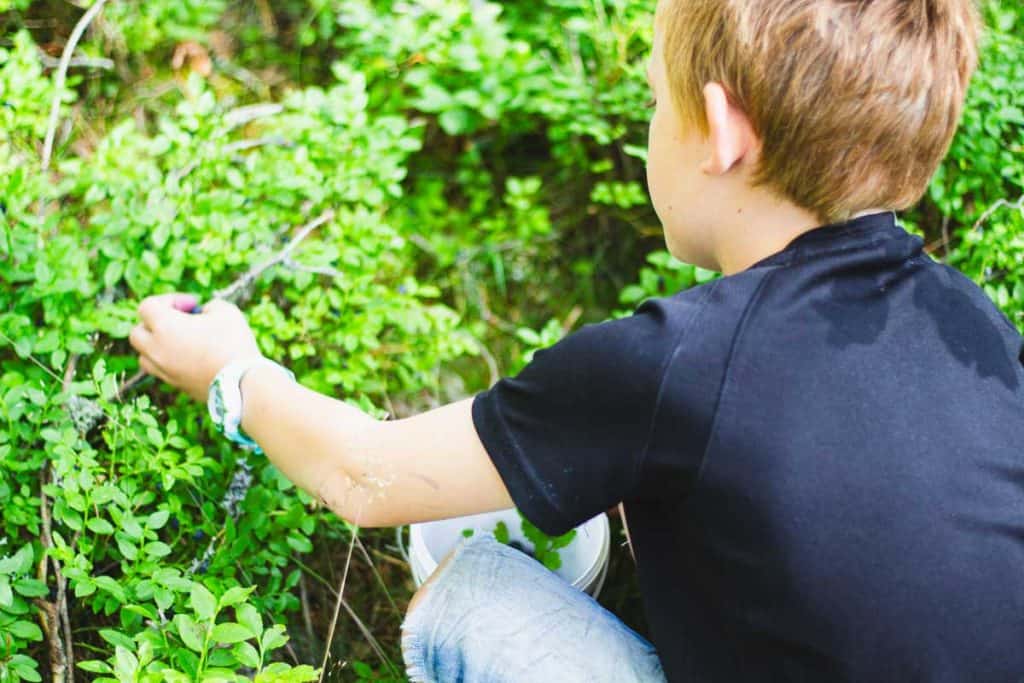 A young boy picking blueberries