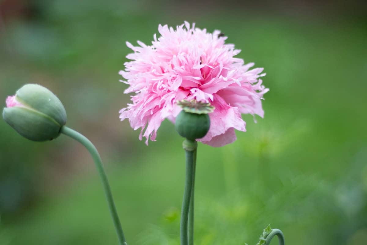 a pink poppy