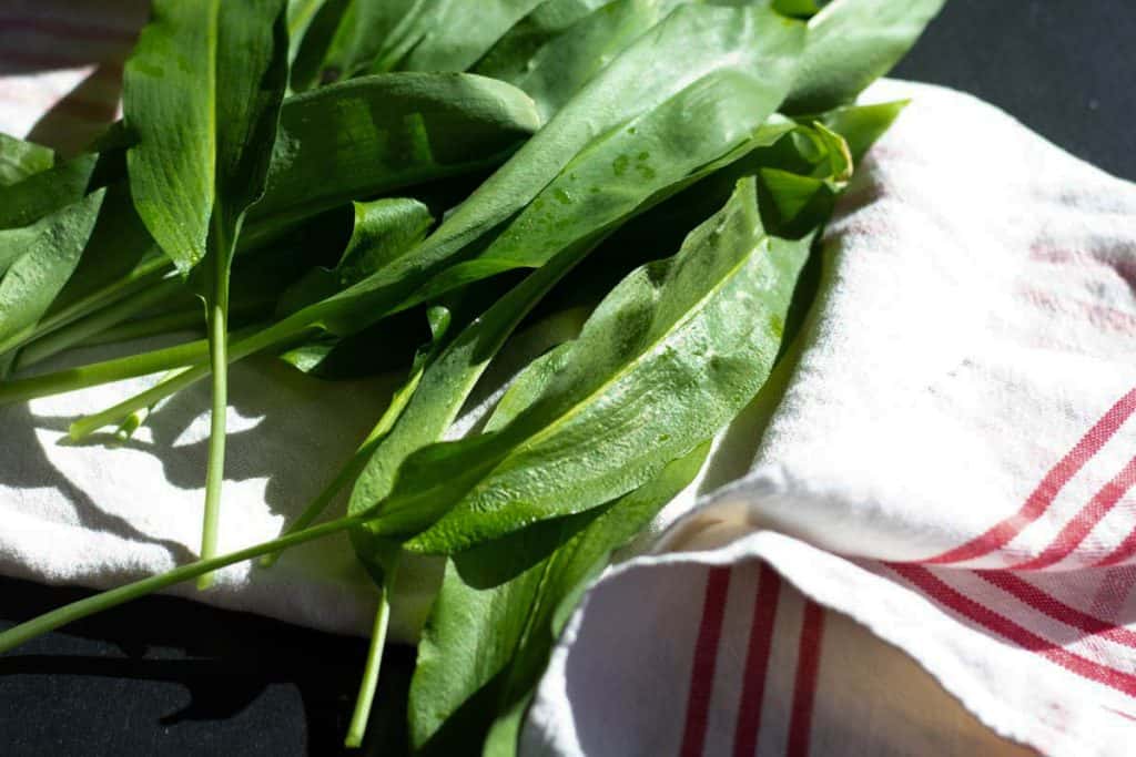 wild garlic leaves drying on a clean tea towel