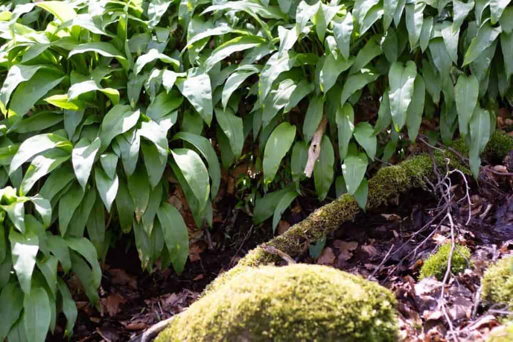 ramps or wild garlic leaves growing in the forest