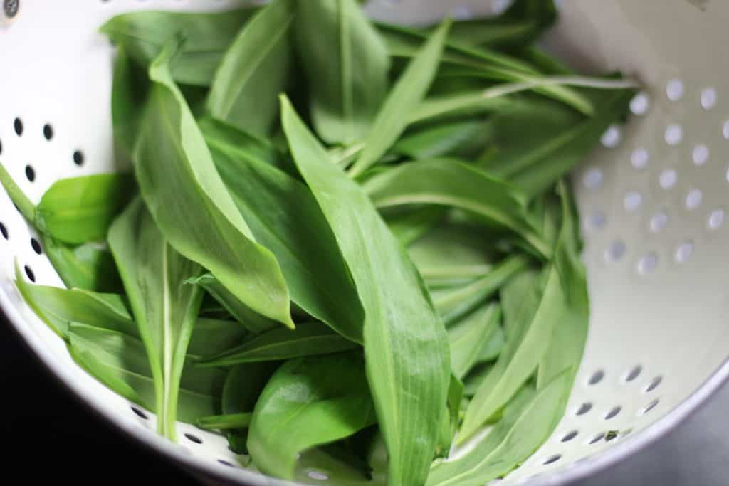 wild garlic or ramps leaves in a colander