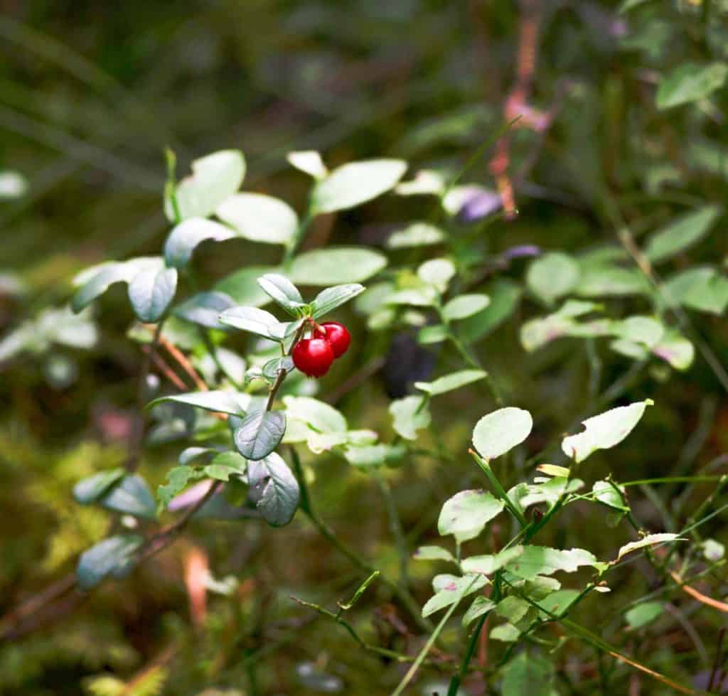 2 red lingonberries growing on a lingonberry plant