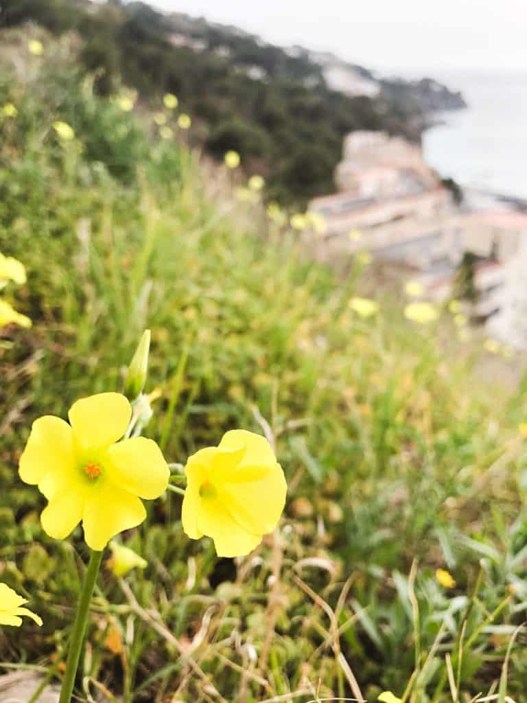 wild wood sorrel flowers growing on the side of a mountain in Spain