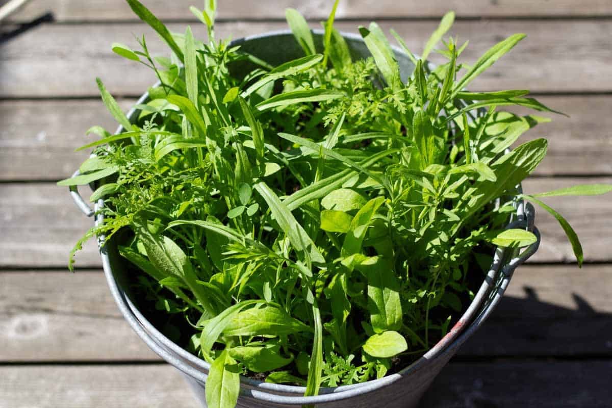 young wildflowers growing in a bucket