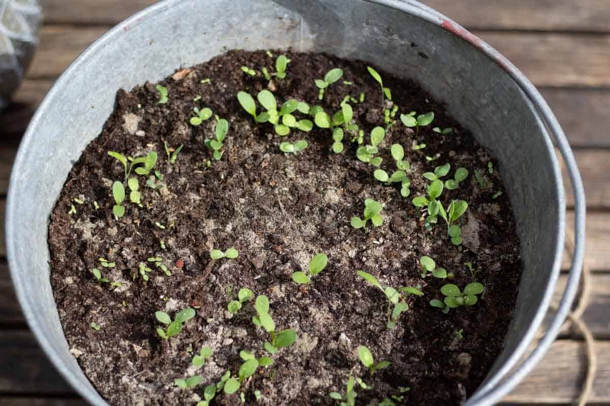 small wildflower seedlings in a bucket of soil