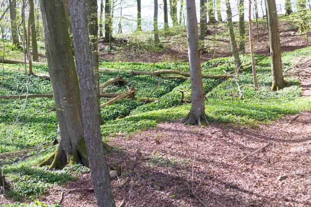 wild garlic, or ramps, growing on the forest floor