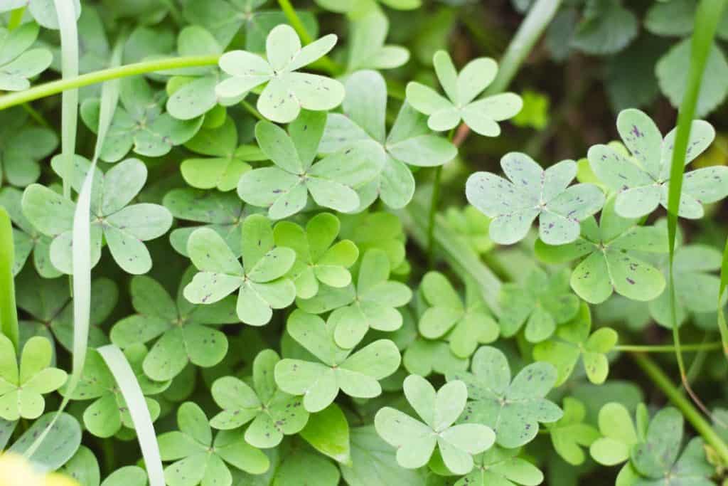 Wild wood sorrel leaves