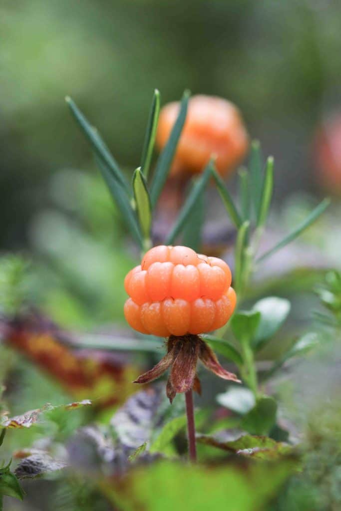 a wild cloudberry