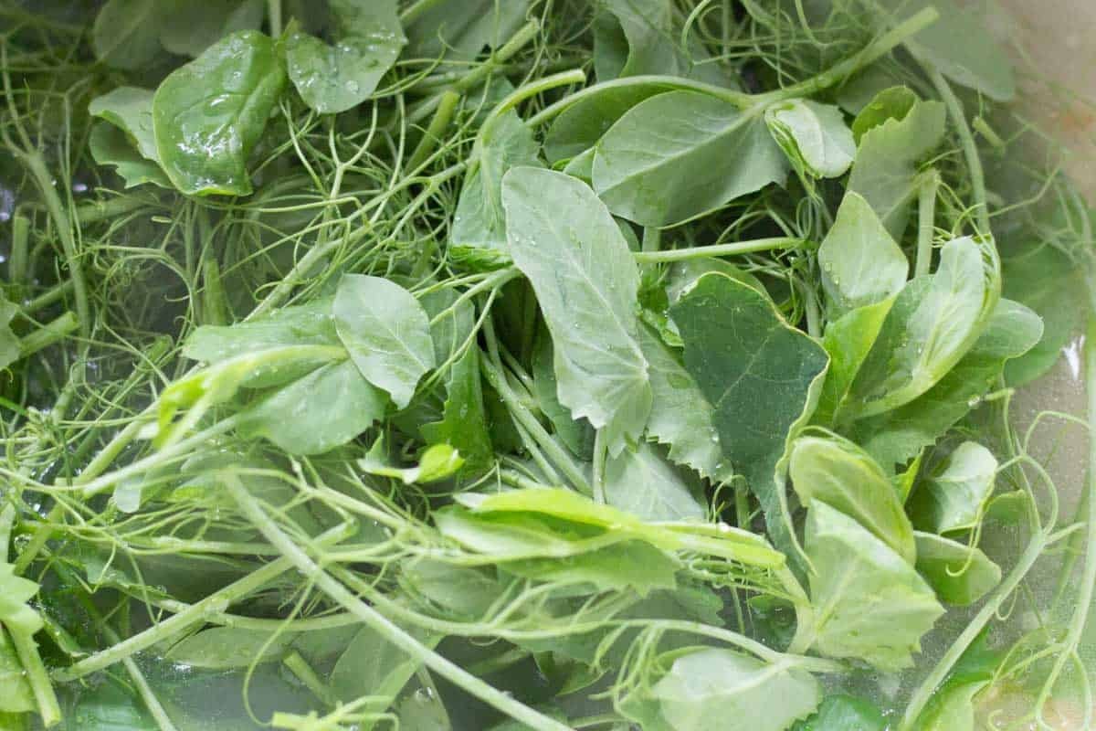 fresh pea shoots added to a pot of hot chicken broth